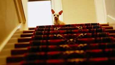 Small dog with large ears sits at the top of carpeted stairs, looking down toward the camera.