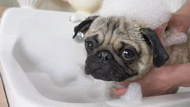 A pug getting a bath in a sink, covered in soap bubbles with a gentle hand holding it.