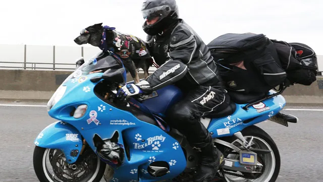 Aussie dog gets a driving licence!