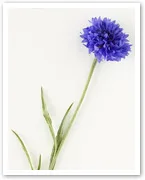 Blue cornflower with green stem and leaves on a light background.