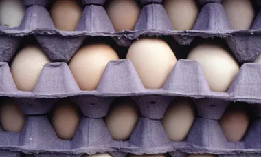 Cartons with neatly arranged eggs, each resting in a separate compartment, showcasing a variety of shell colors.