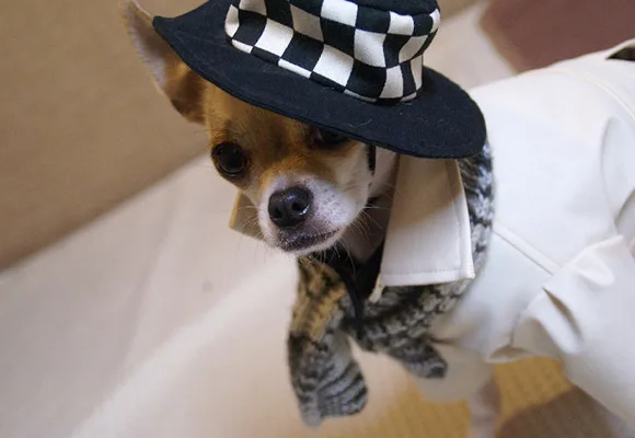 A Chihuahua in a stylish coat and checkered hat poses indoors, exuding a sophisticated look.