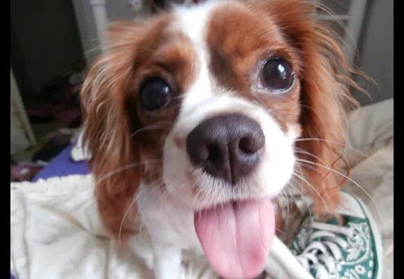 A Cavalier King Charles Spaniel with big eyes and tongue out sits playfully on a bed, looking into the camera.