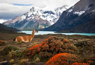 A llama rests among vibrant flora with snow-capped mountains and a serene lake in the background.