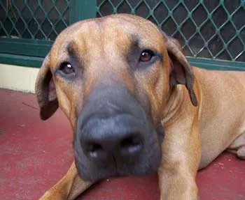 A close-up of a brown dog lying on a red floor with a green metal gate behind it.