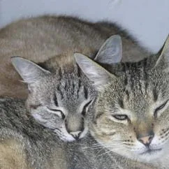 Two tabby cats snuggling closely together, one resting its head on the other, both appearing relaxed and content.