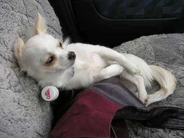 Chihuahua lounging on a car seat with a Diet Coke bottle cap nearby.
