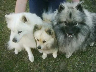 Three fluffy dogs sitting on grass, close together, with varying fur colors ranging from white to gray.