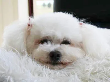 A fluffy white dog resting on a soft surface, looking content and relaxed.