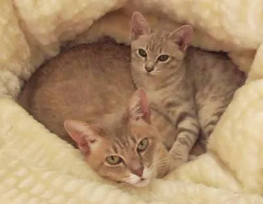 Two cozy cats snuggled together in a soft, fluffy blanket.
