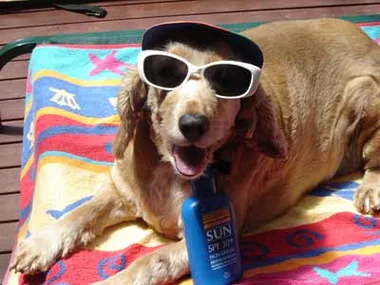 Dog with sunglasses lying on a colorful towel, holding sunscreen bottle, enjoying a sunny day outdoors.