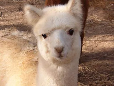 A white alpaca with fluffy fur and alert expression stands on a sandy ground.