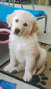 Cute golden retriever puppy sitting on a patterned mat, looking slightly to the side with a curious expression.