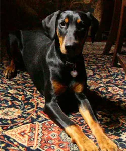 A Doberman pinscher with a shiny black and tan coat lies on a patterned rug, looking alert and curious.