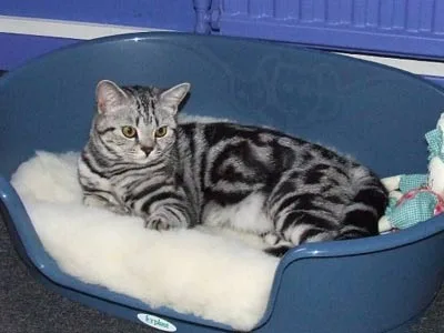 Silver tabby cat lounging in a blue pet bed with a soft white cushion.