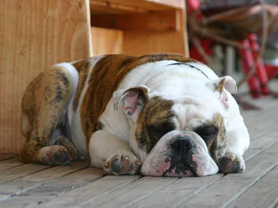 Sleeping bulldog resting on a wooden floor.