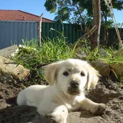 Golden retriever puppy lying on dirt in a backyard, with greenery and a fence in the background.