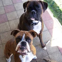 Two boxers sitting on a tiled patio, looking up with attentive expressions.