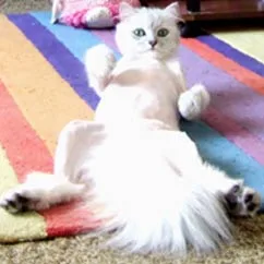 A fluffy white cat lies on its back with paws up on a colorful striped rug, looking surprised.