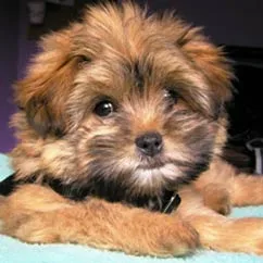 Fluffy brown puppy with dark eyes lying down, looking attentively at the camera.