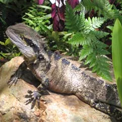 A large lizard with a patterned back is basking on a rock surrounded by lush green ferns and plants.