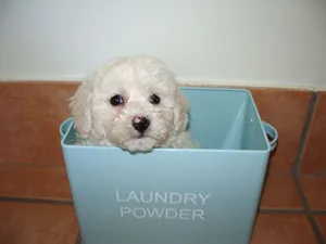A small white puppy sitting inside a light blue container labeled "Laundry Powder" on a tile floor.