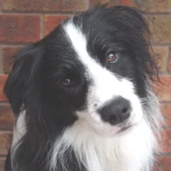 Black and white Border Collie with a curious expression against a brick background.