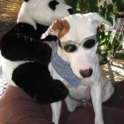 Dog wearing sunglasses and bandana, sitting with a stuffed panda bear in a sunny setting.