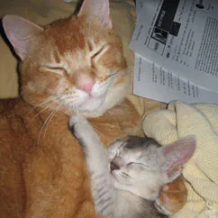 Adult orange tabby cat cuddling with a small gray kitten, both appearing content and sleepy.