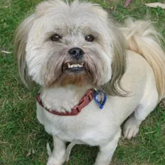 Shih Tzu dog with a fluffy coat and red collar sitting on grass, looking up with an expression that shows its teeth.