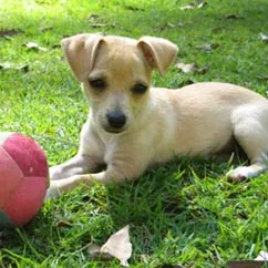 A small tan puppy lies on grass beside a red and white ball, looking toward the camera.