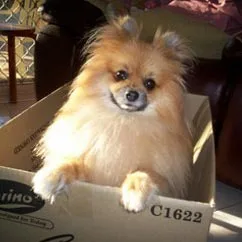 Fluffy Pomeranian dog sitting in a cardboard box indoors, looking directly at the camera.