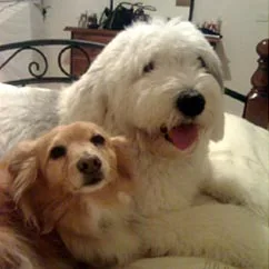 Two dogs are cuddled together on a bed; one is small with light brown fur, the other larger with white, fluffy fur.