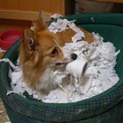 Dog sitting in a basket surrounded by shredded paper and chewing on a paper cup.