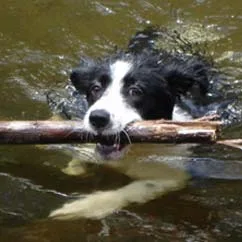 A black and white dog swims in a lake, holding a large stick in its mouth.