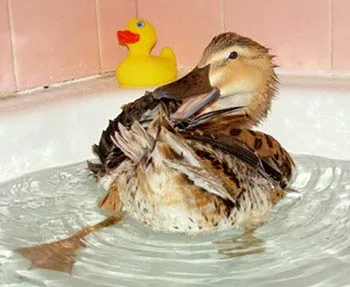 Duck preening in bathtub with toy duck nearby.