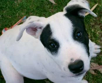 Black and white puppy with spotted ears looking up from green grass.