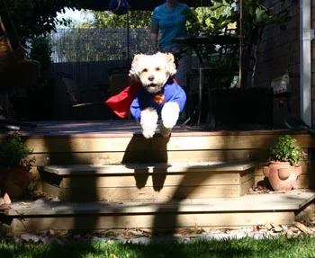 A dog dressed as Superman leaps off wooden steps, wearing a blue suit with a red cape, outdoors on a sunny day.