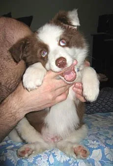 Brown and white puppy playfully biting a person's hand while sitting on a floral-patterned surface.