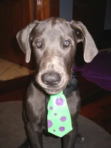 Dark gray dog wearing a green tie with purple spots, standing indoors on a carpet.