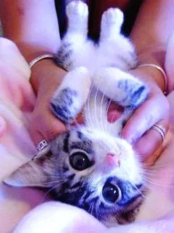 A kitten lying on its back in someone's hands, with wide eyes and a pink nose, being gently held and caressed.
