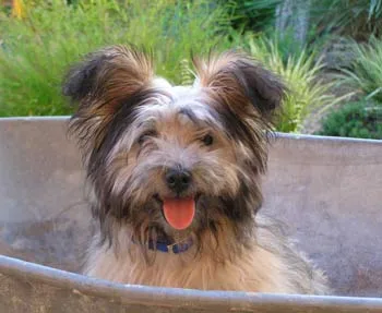 Fluffy, happy dog with tongue out, sitting in a tub, surrounded by greenery and grass.