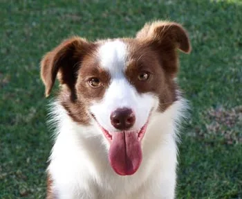 Brown and white dog with an open mouth, tongue out, sitting on green grass.
