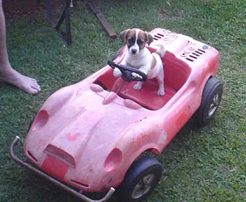 A small dog sits in a red toy car on grass, holding the steering wheel.