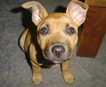 Brown puppy with floppy ears looking up, sitting on a gray carpet near a wooden table leg.