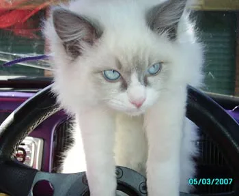 Fluffy white cat with blue eyes sits on a car steering wheel, looking forward.