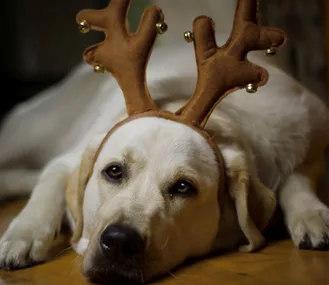 Dog wearing reindeer antlers rests on the floor, evoking a cozy and festive Christmas atmosphere.