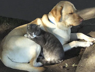 A grey cat snuggles against a yellow Labrador Retriever, both resting peacefully on a sunlit path.
