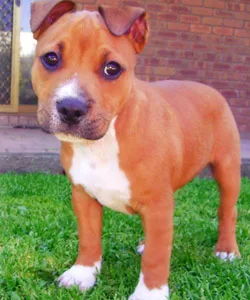 Brown and white Staffordshire Bull Terrier puppy standing on grass with a brick wall in the background.