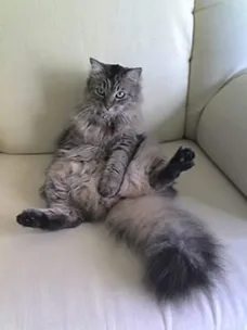 Fluffy tabby cat sitting upright on a cream sofa with its tail curled around its paws.